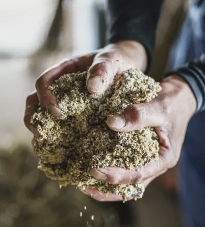 利用後のトウモロコシを利用した飼料