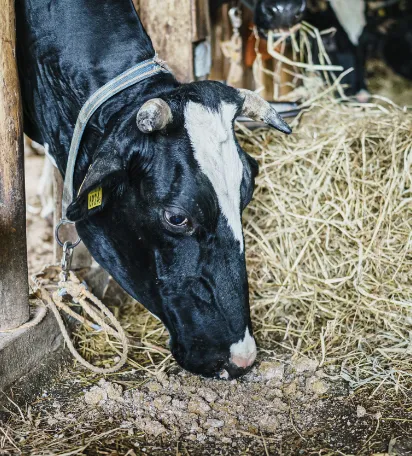 近隣酪農家との連携