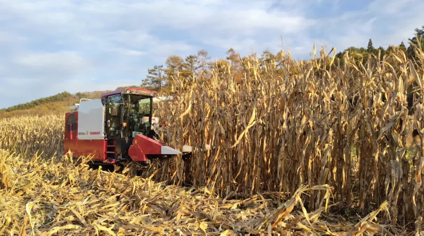 玉野の圃場での収穫の様子
